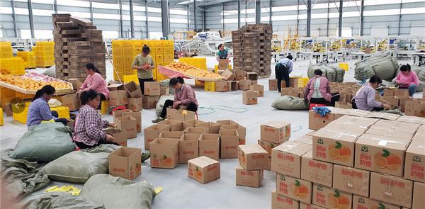 電商助力臍橙產(chǎn)業(yè)數(shù)字化升級(jí) 大額資金顯成效